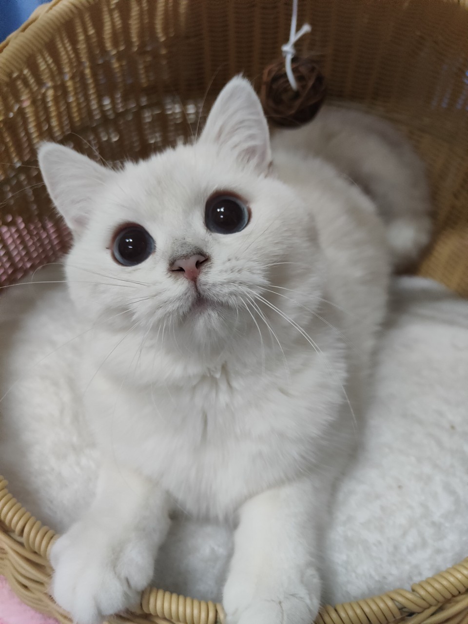 金銀漸層貓