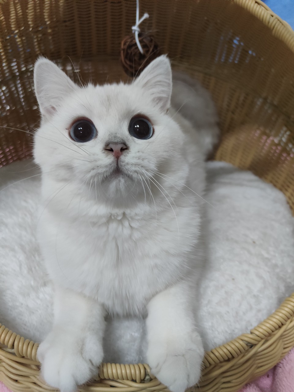 金銀漸層貓