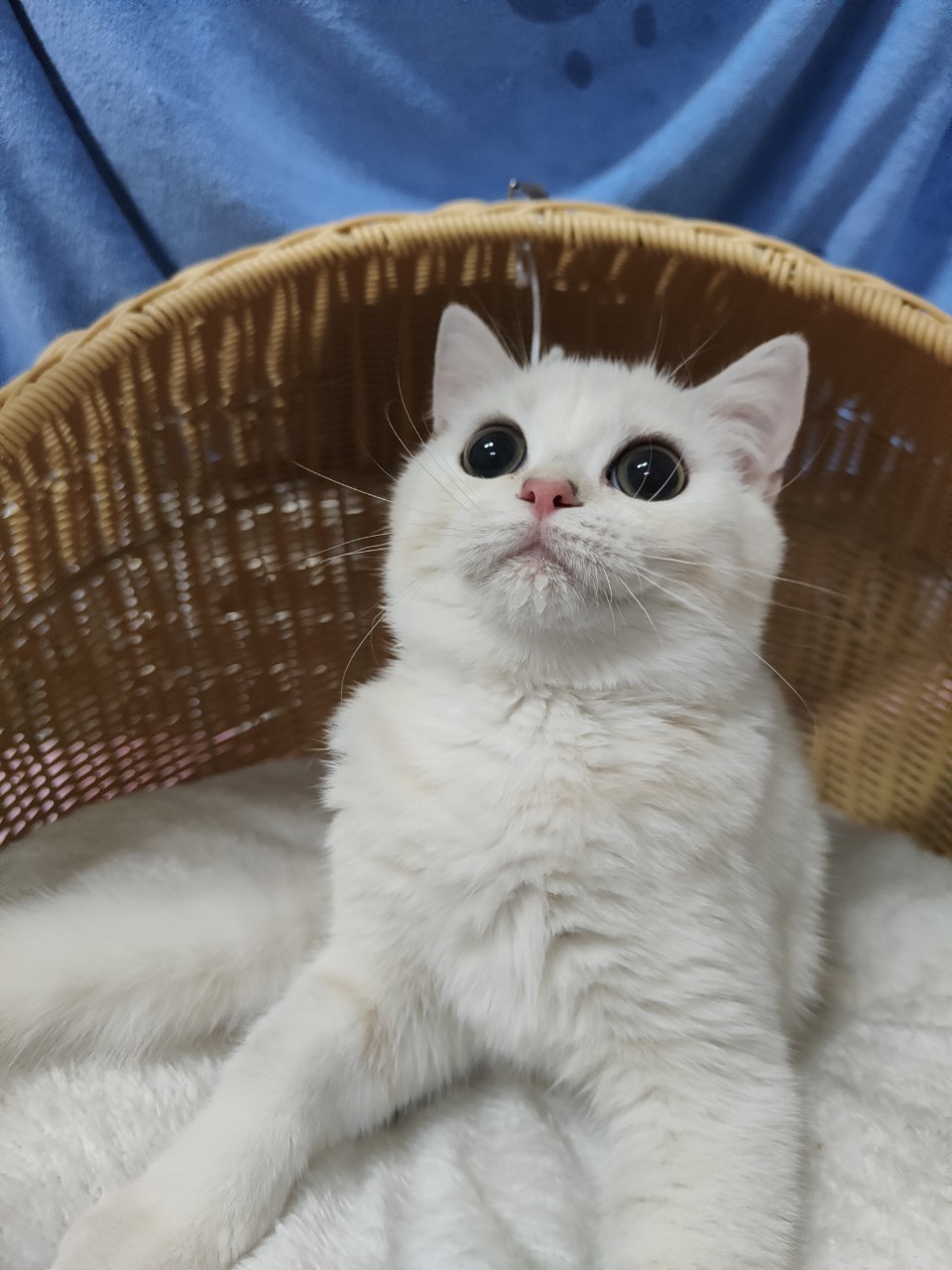 金銀漸層貓