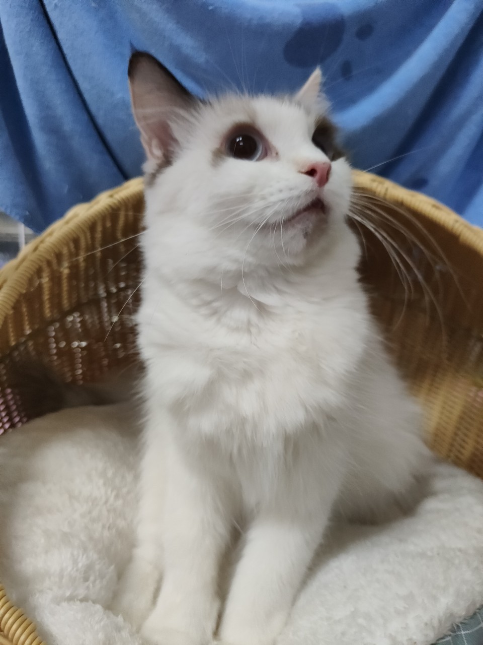 種母